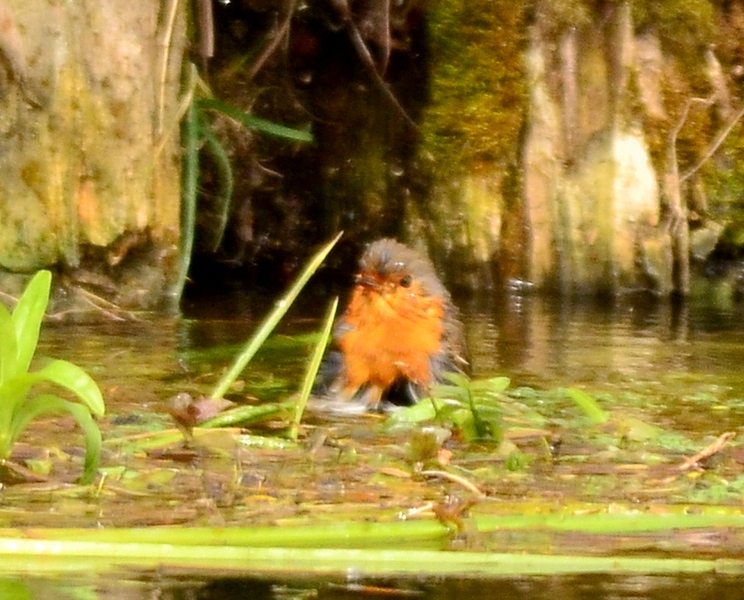 Il bagnetto del Pettirosso